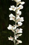 Spiked wild indigo